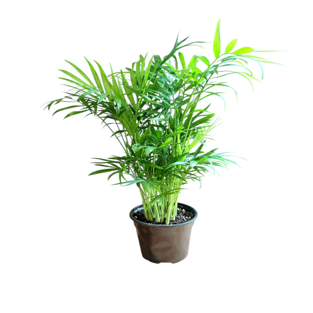 Neanthe bella palm indoor plant in black nursery pot on white background