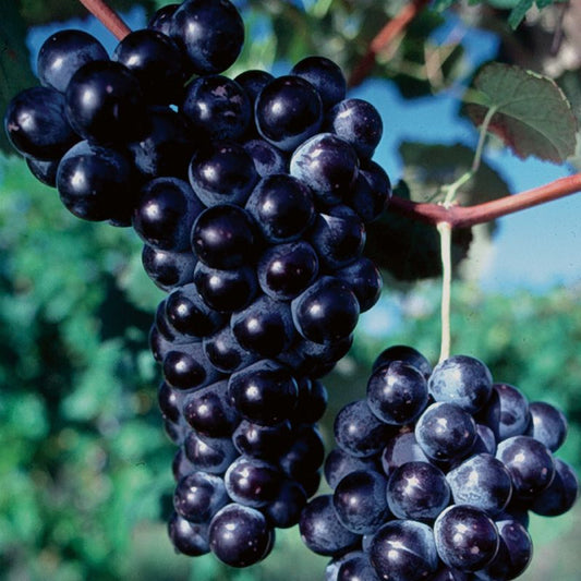 Healthy Concord Seeded Grape Vine for home garden