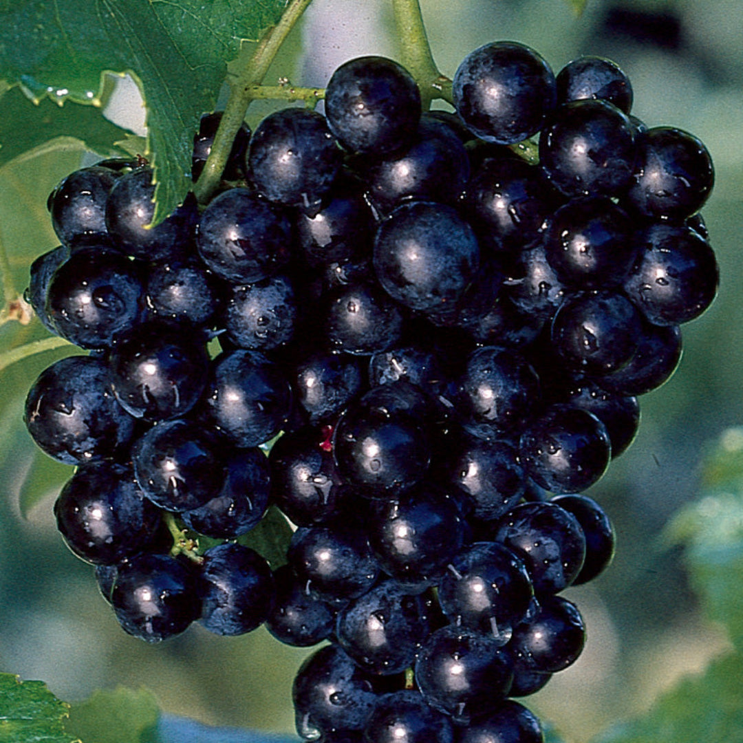 Cowart Muscadine grape vine growing outdoors with healthy green leaves