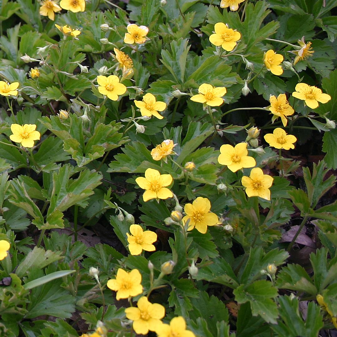 Potentilla Neumanniana 'Nana'