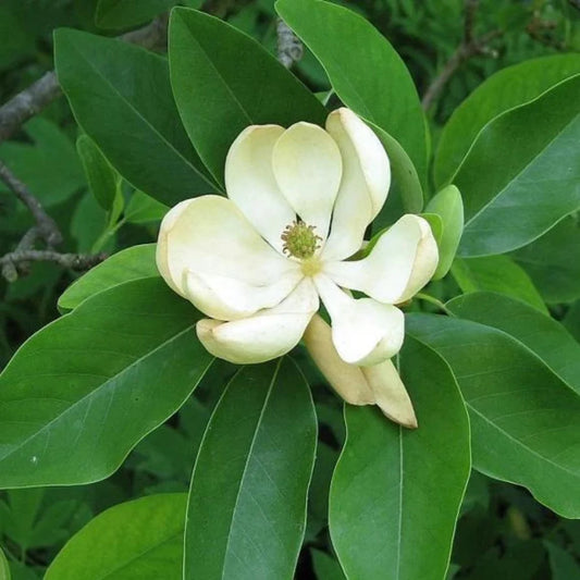 Magnolia virginiana tree foliage close up