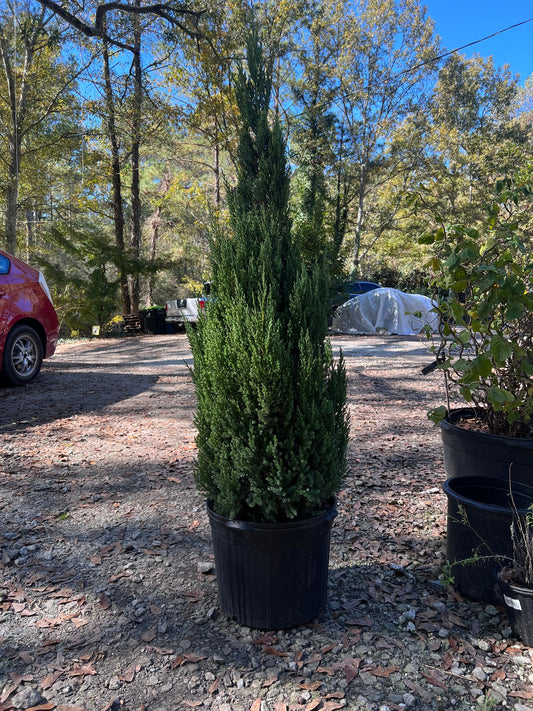 Blue Point Juniper evergreen tree with dense blue-green foliage