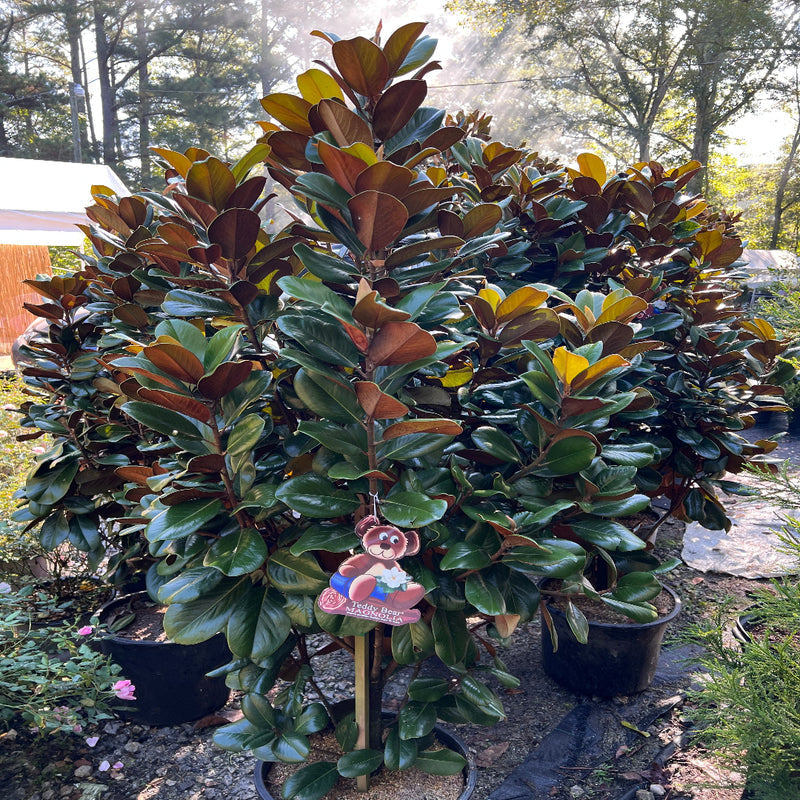 Compact Magnolia Tree with Glossy Leaves and Brown Undersides