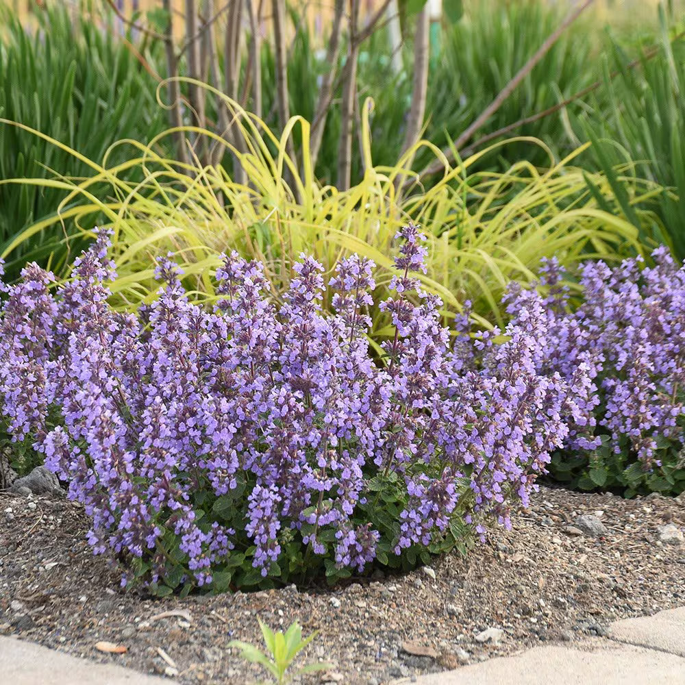 Cat's Pajamas Catmint – Compact Blue Rebloomer, Pollinator Magnet (Nepeta 'Cat's Pajamas')