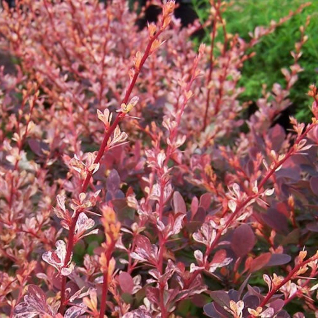 Rose Glow Barberry plant showing colorful red purple leaves in garden