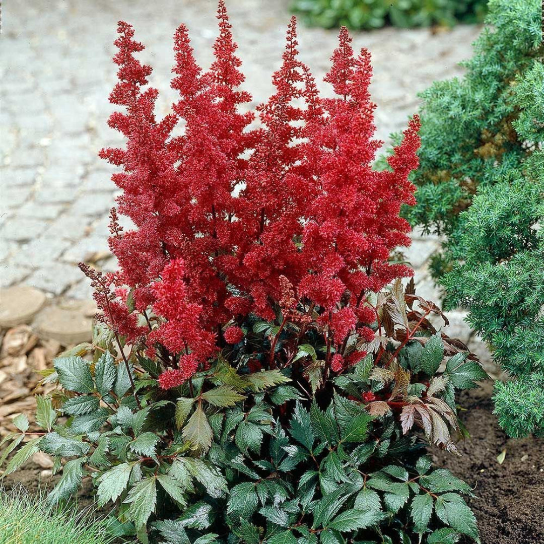 Astilbe Red Fanal perennial plant with red blooms