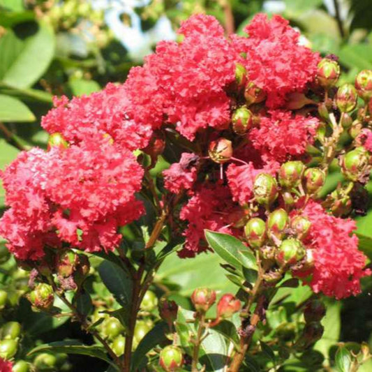 Cherry Dazzle crape myrtle compact shrub