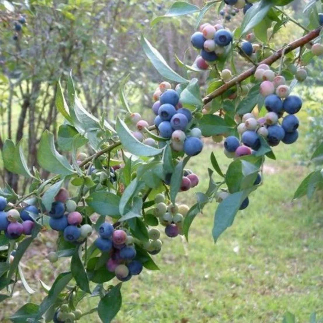 Blueberry fruits ready for harvest from Tifblue Bush