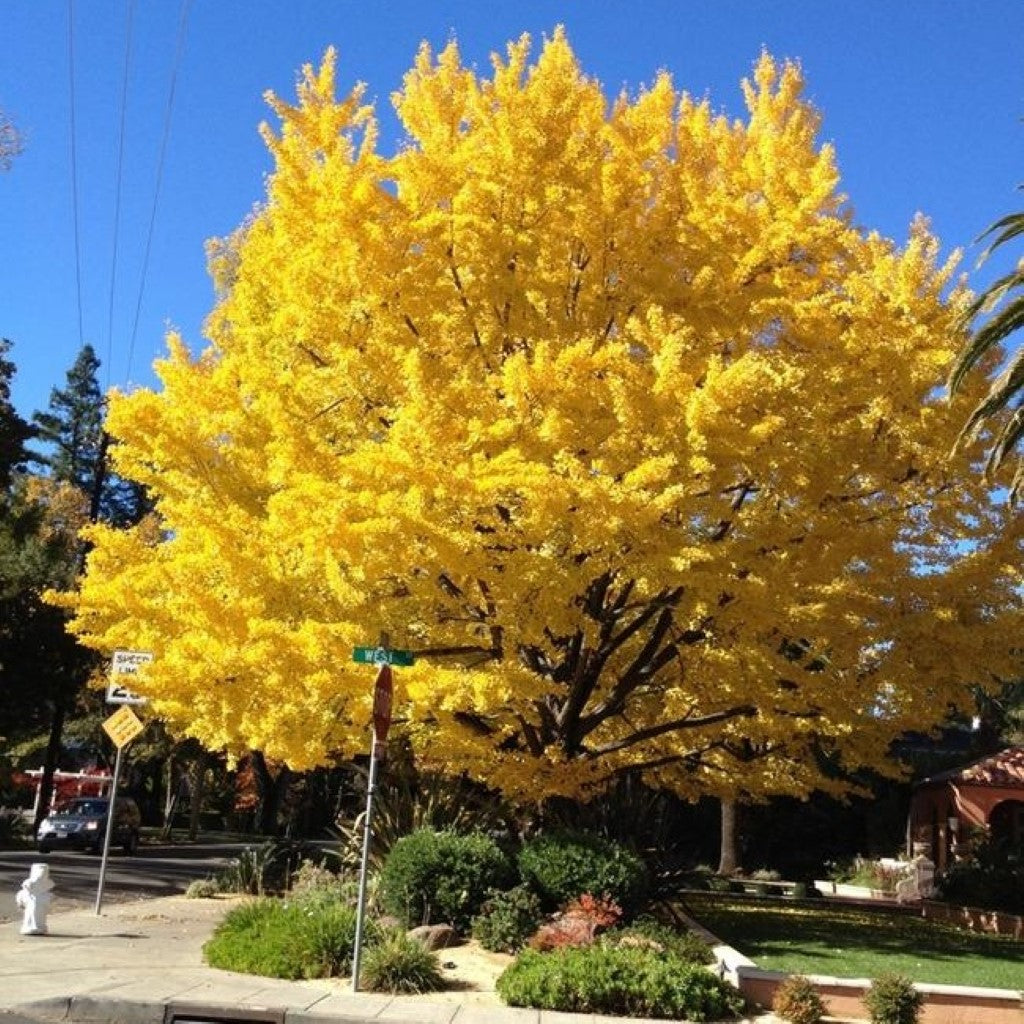 Ginkgo Tree with lush green leaves – Ginkgo biloba