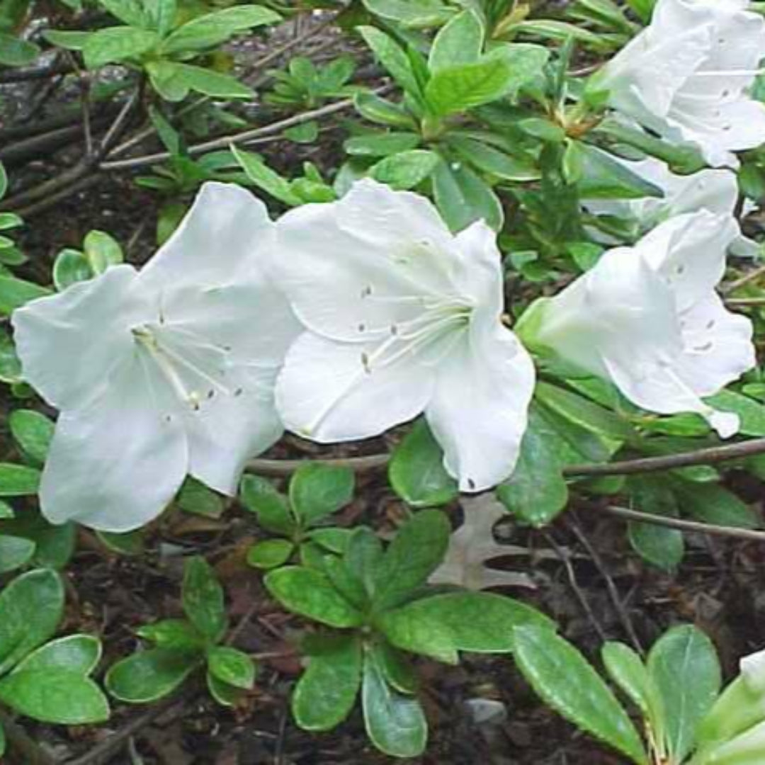 Girard's Pleasant White Azalea