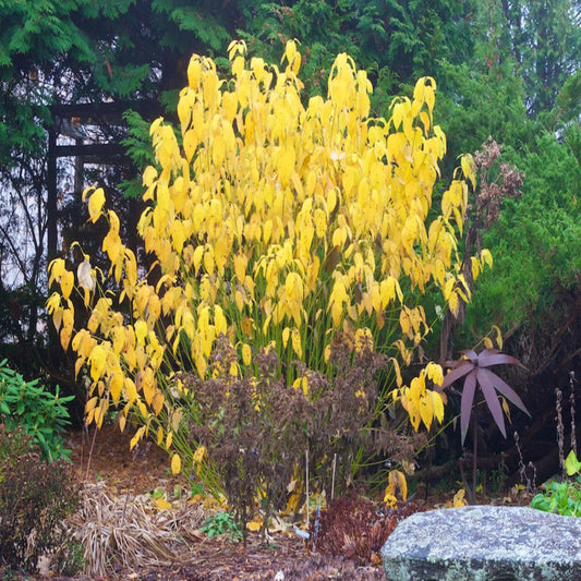 Yellow Twig Dogwood Shrub in snowy landscape