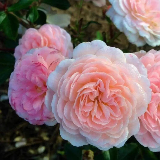 Groundcover form of Apricot Drift Rose in landscape bed