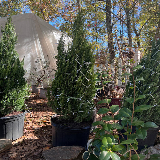 Blue point juniper trees for garden landscaping privacy and outdoor spaces