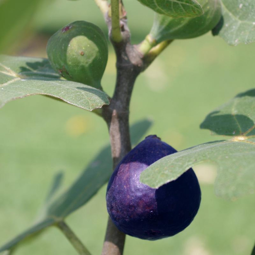 LSU Purple Fig Tree bearing ripe purple figs outdoors