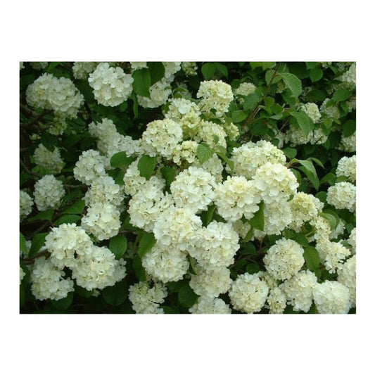 Healthy Newzam Newport Viburnum plants shipped fresh from Pixies Gardens.