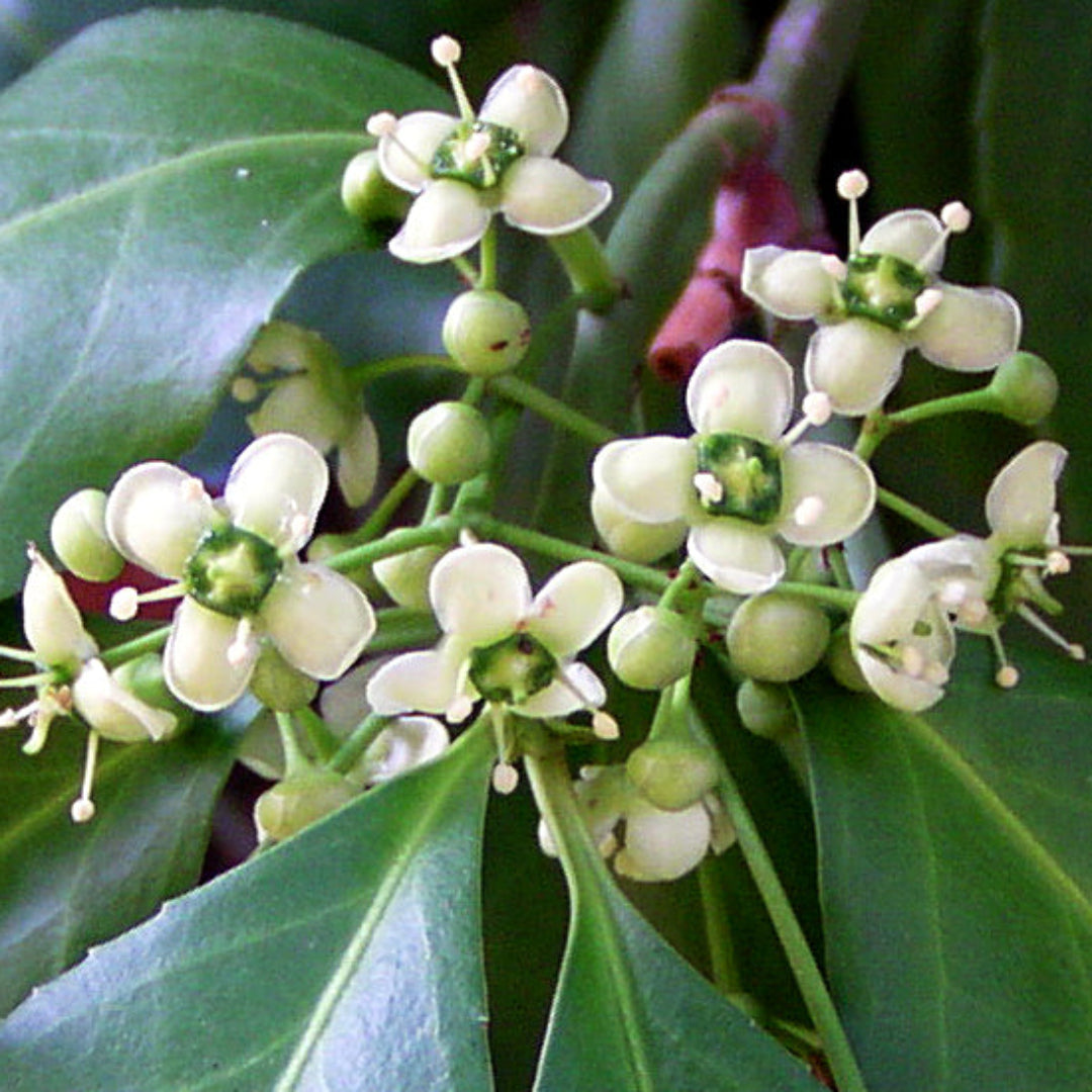 Sarcoxie Euonymus hardy evergreen shrub