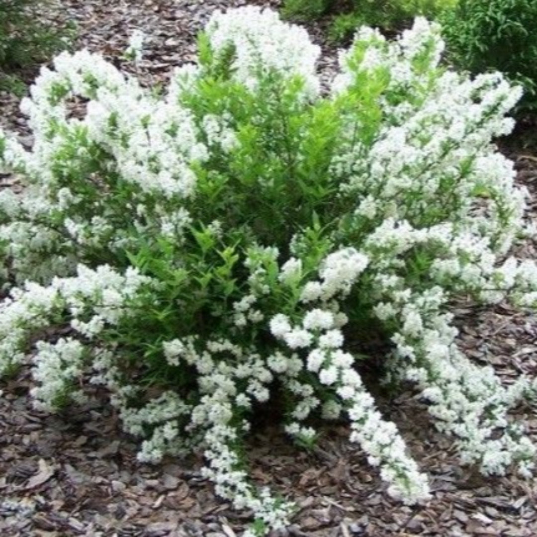 White flowering deutzia gracilis ornamental shrub in landscape garden