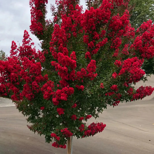 Red Rocket Crape Myrtle branch with developing leaves and new growth