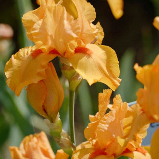 1 Gallon Pot: Iris Germanica 'Maid of Orange' Bearded German Iris. Creamy Orange Flowers with Paprika Colored Beards.