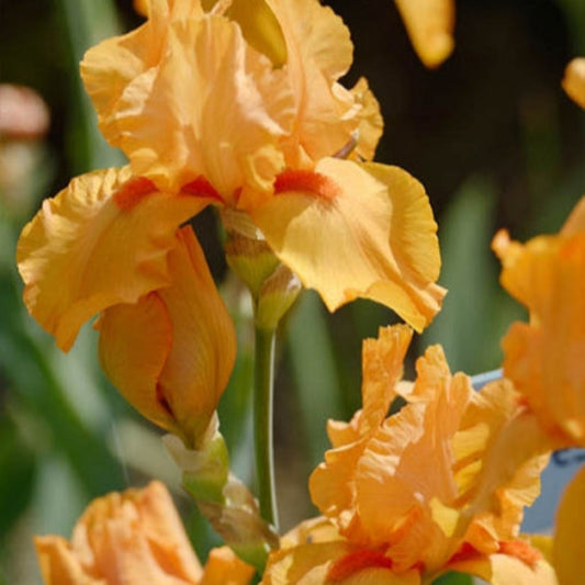1 Gallon Pot:Iris Germanica 'Maid of Orange' Bearded German Iris. Creamy Orange Flowers with Paprika Colored Beards.
