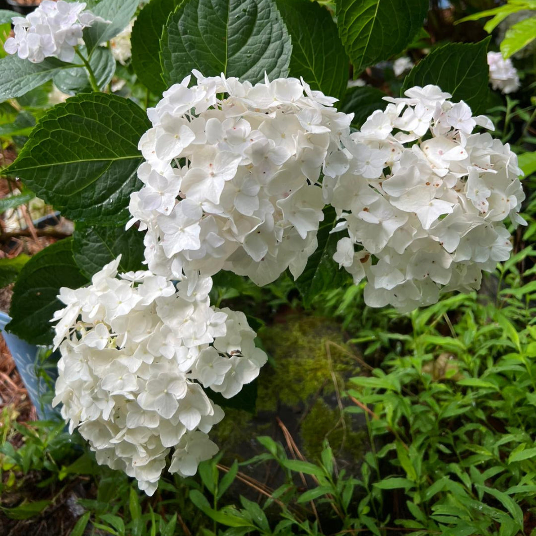 Blushing Bride Endless Summer Hydrangea- Pure White Semi-Double Florets,Which Mature To Blush Pink Or Carolina Blue, Depending On Soil Ph