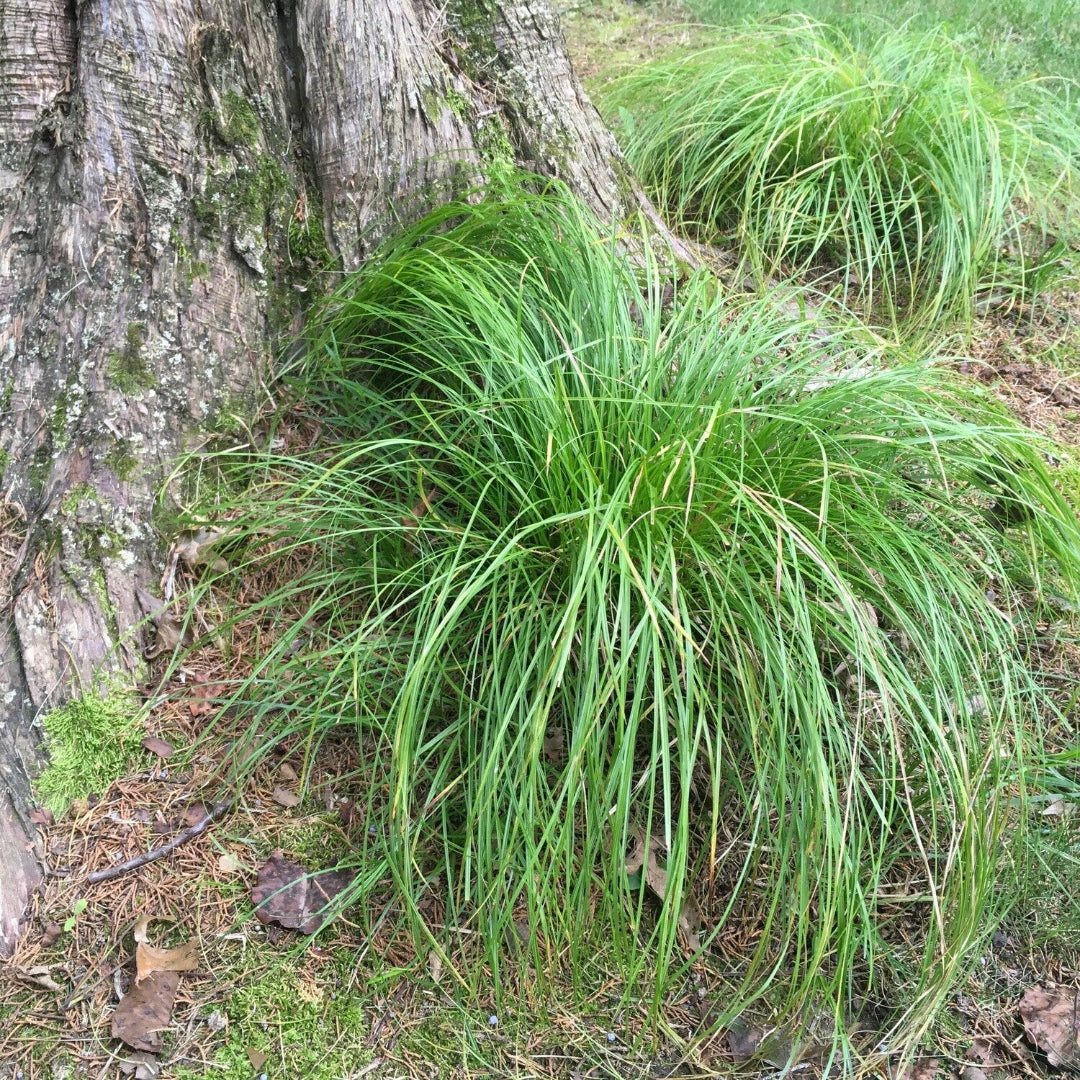Pennsylvania Sedge native ornamental grass plant