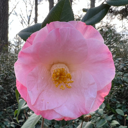 April Remembered Camellia-Cold Hardy to 5*F