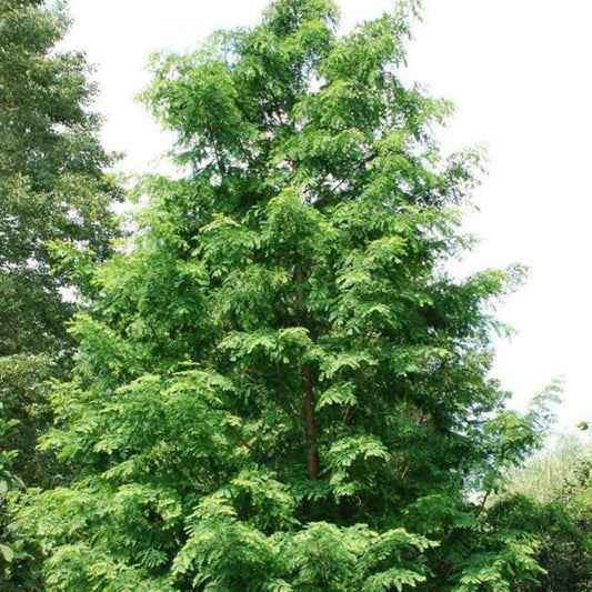 Dawn Redwood Tree fast growing deciduous conifer