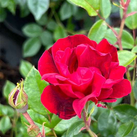 Brick House Rose shrub with vivid red blooms in a garden setting
