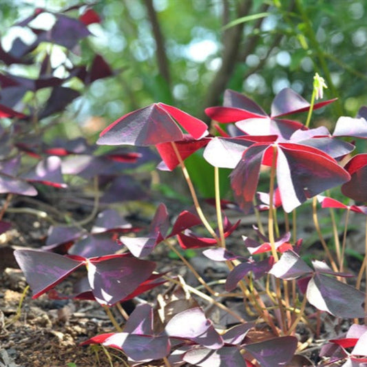 Oxalis Regnelli 'Atropurpurea' Clumping – perennial