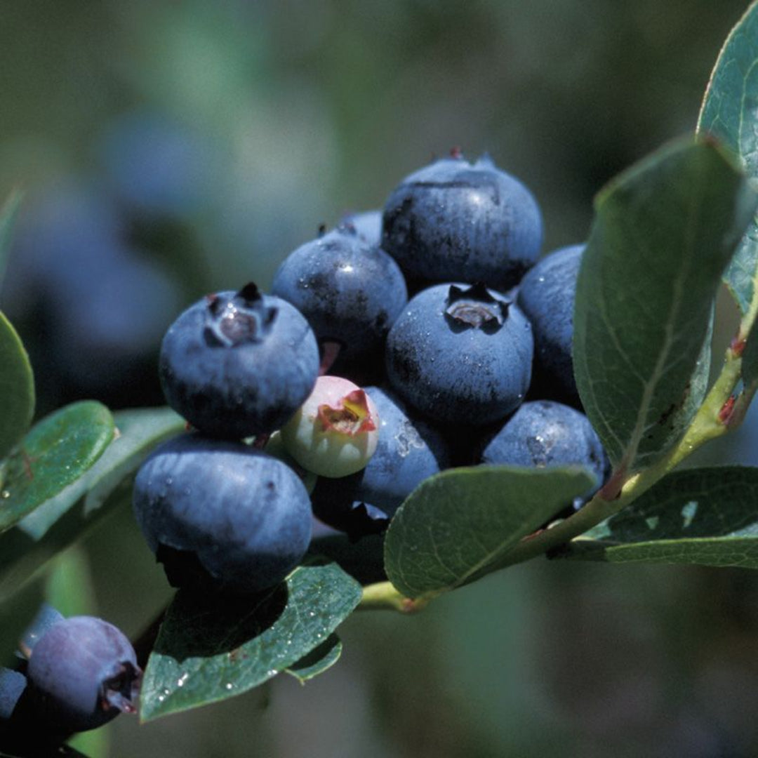 Duke Blueberry shrub displaying clusters of ripe berries