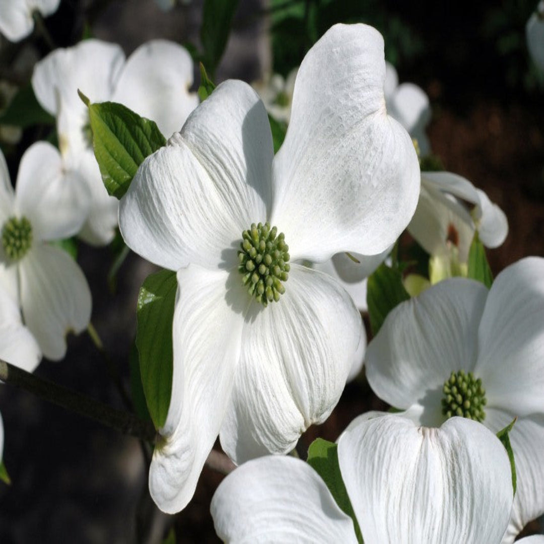 Cherokee Princess Dogwood Tree surrounded by lush green