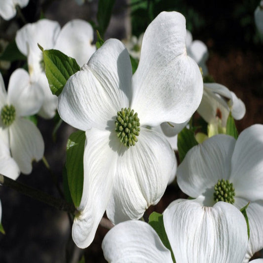Cherokee Princess Dogwood Tree surrounded by lush green