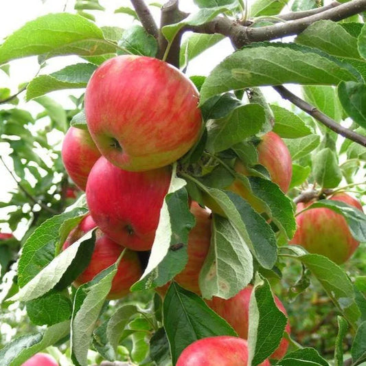 Gala apple fruit close up showing red yellow skin