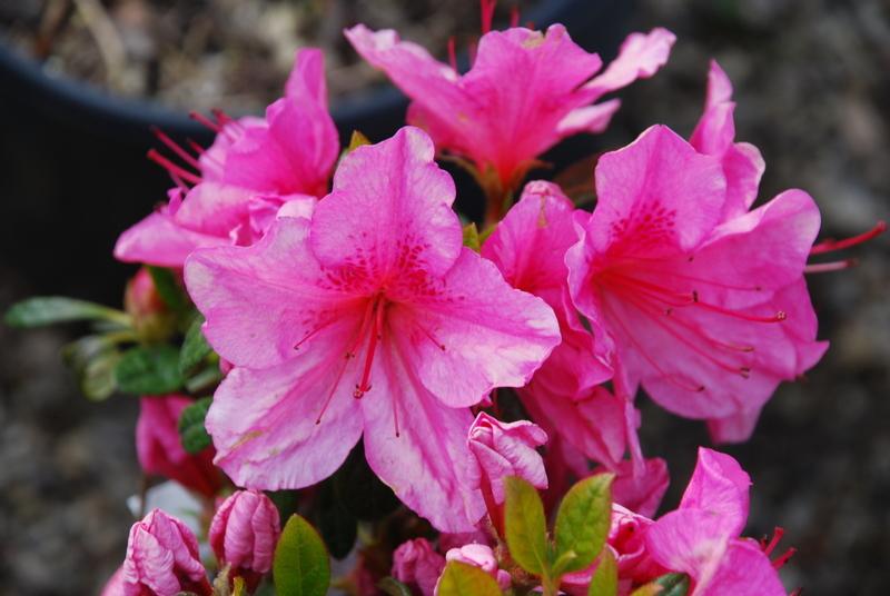 homeandgardensforless.com