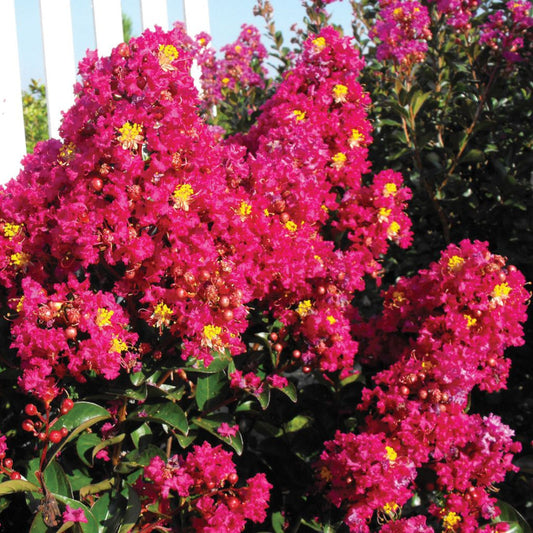 Compact Berry Dazzle crape myrtle plant in garden landscape display