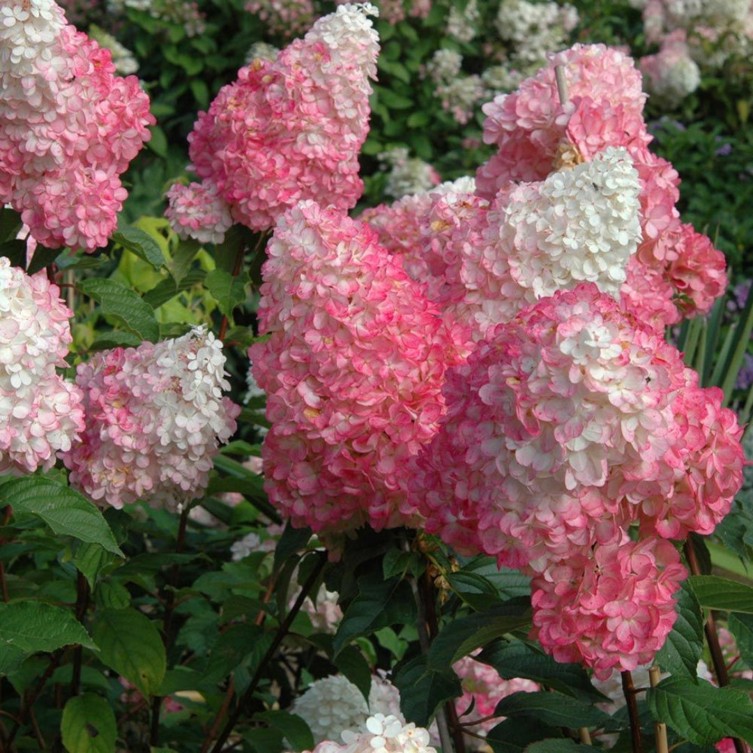 Blooming Vanilla Strawberry Hydrangea in Summer Garden