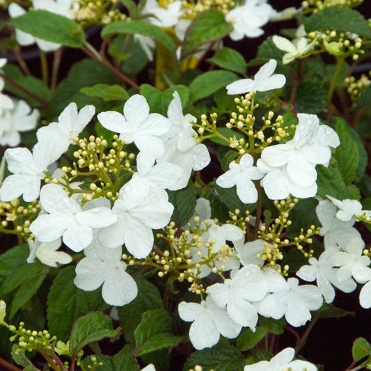 Summer Snowflake Viburnum Shrub with Cascading White Blooms and Layered Branches