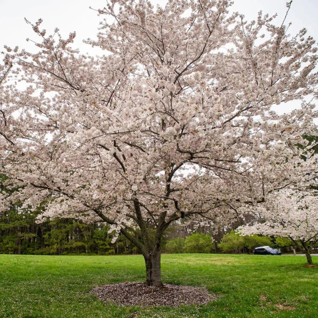 Yoshino Cherry close-up flowers