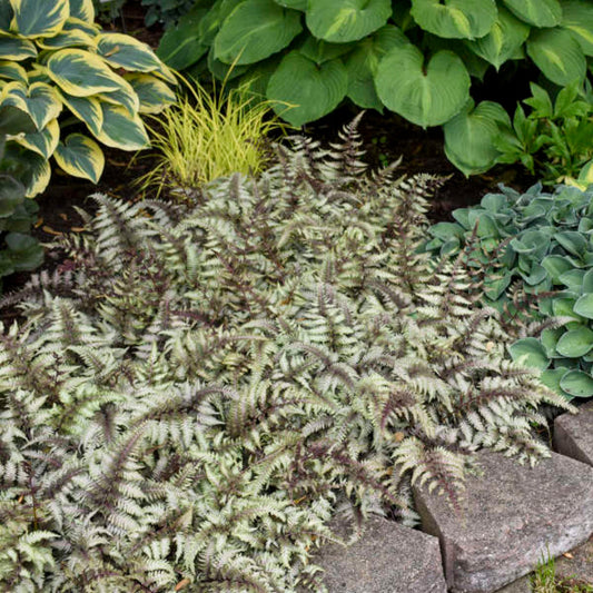 Athyrium niponicum Pictum perennial plant
