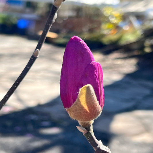 Jane Magnolia Tree – Live Purple-Pink Spring Bloomer | Hardy Zones 4–8 live plant for landscaping and home gardens