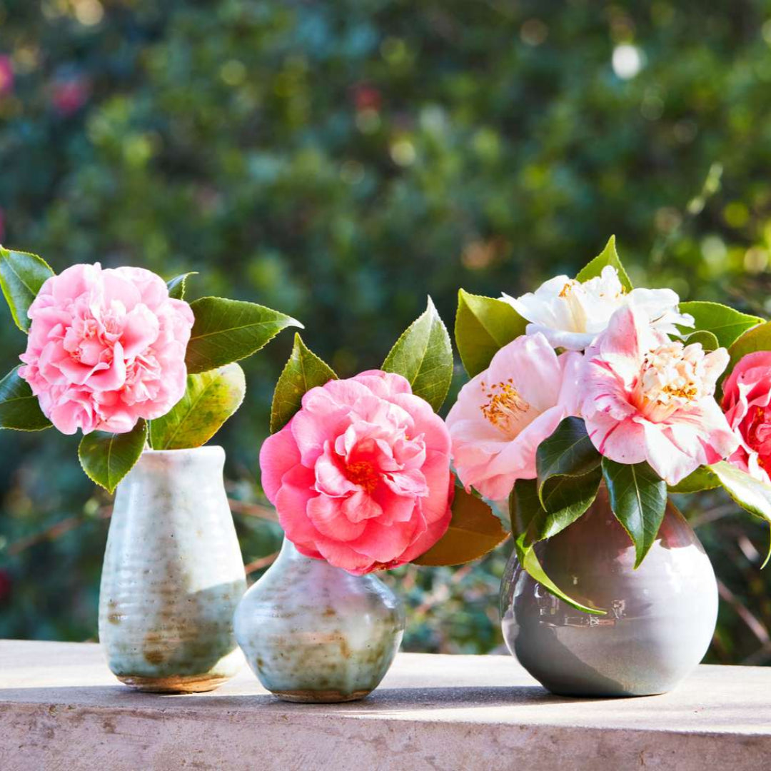 homeandgardensforless.com