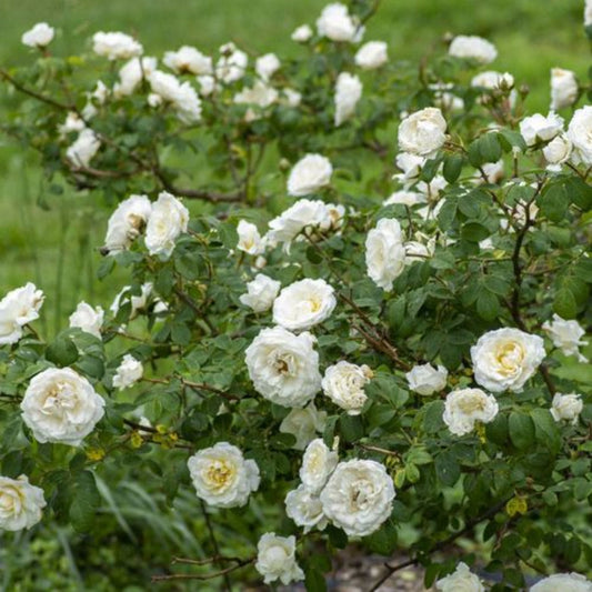 Climbing rose trained against a wall with white flowers