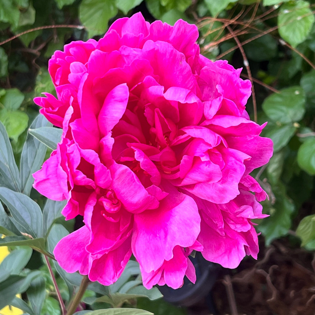Peony Kansas