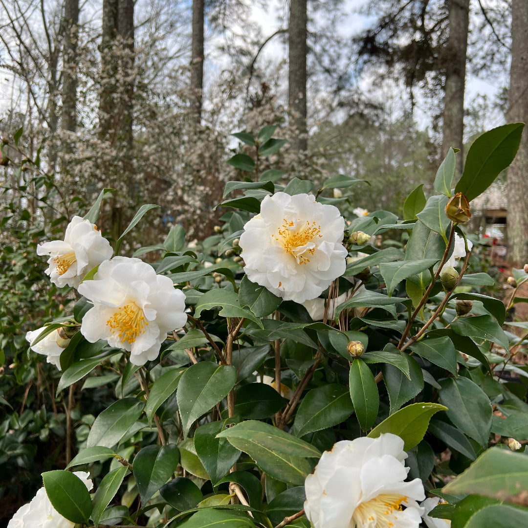Camellia 'Victory'-Showy White Blooms