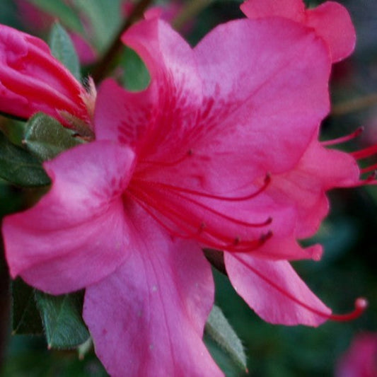 Autumn Sundance Encore Azalea – flowering tree