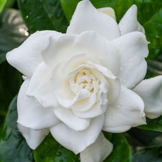 Dwarf Radicans Gardenia with white blooms