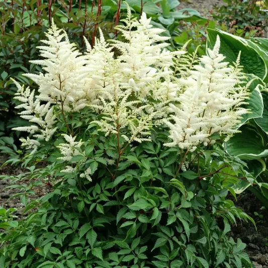 Astilbe Deutschland white flower clusters