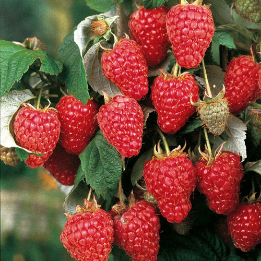 Heritage Raspberry plant with bright red berries and healthy green foliage