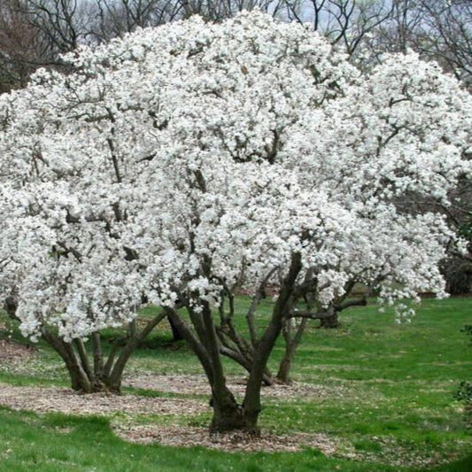 Royal Star Magnolia plant in garden landscape